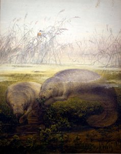 Manatee, 1879